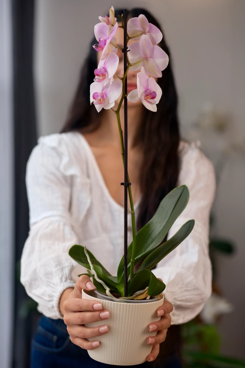 Flores